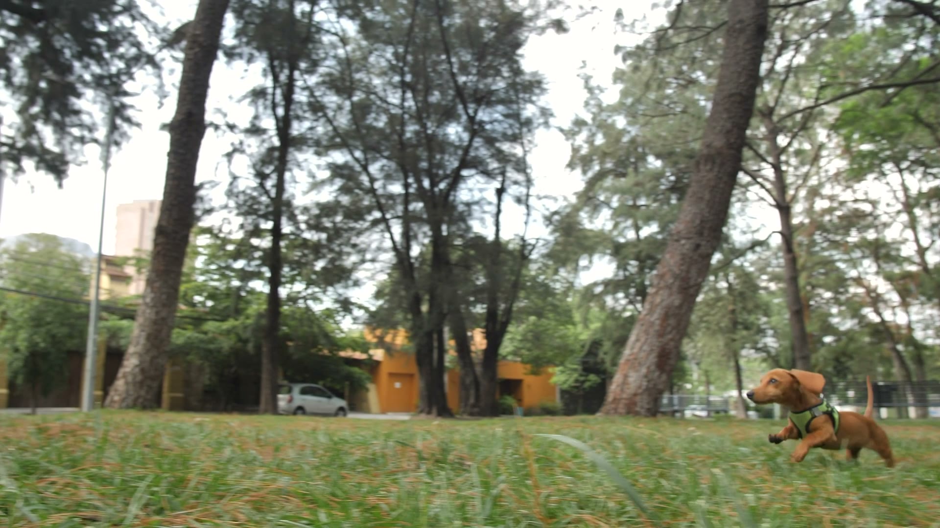 Dachshund running toward its owner