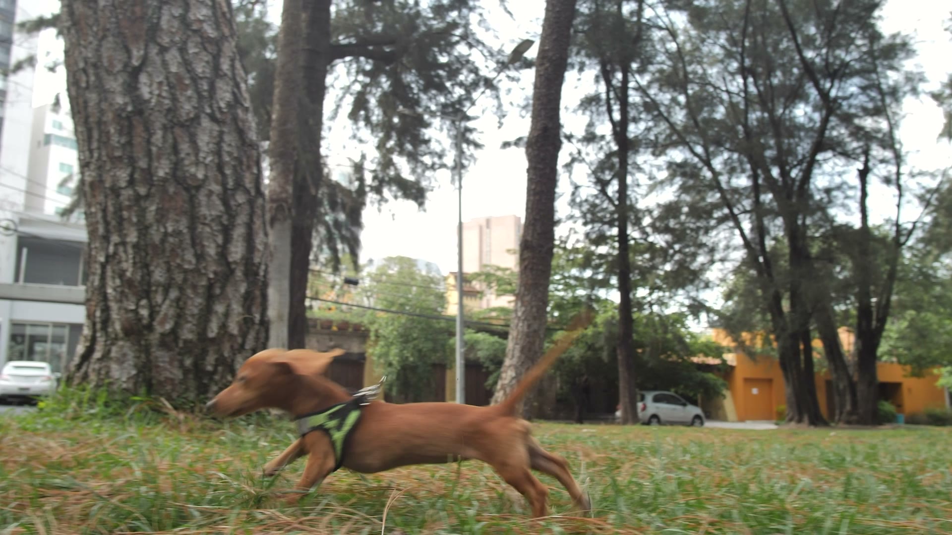 Dachshund sprinting across a park