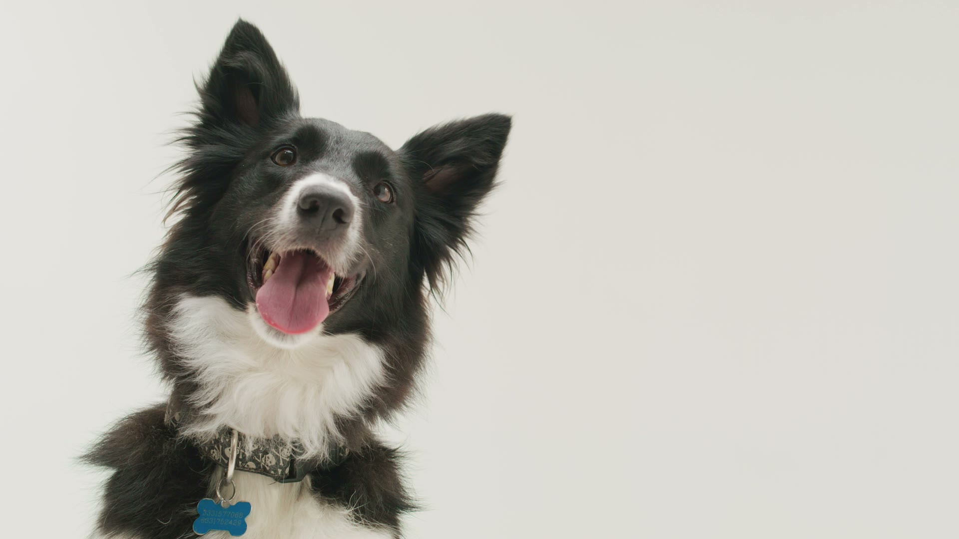 Black and white border collie listening attentively