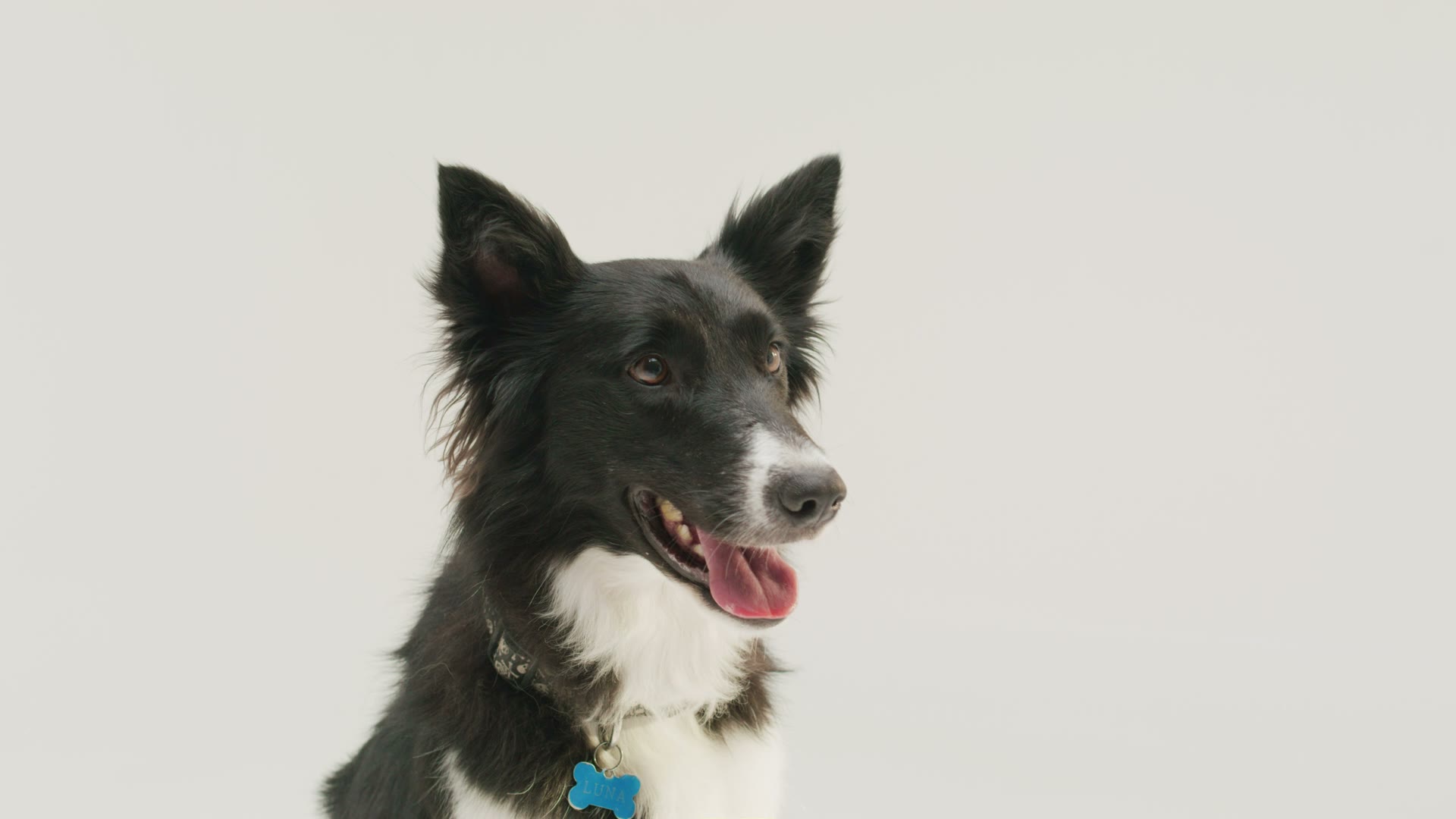 Border collie receiving a treat from a hand